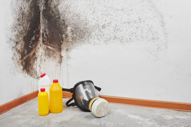  St John, KS Mold Removal Pros