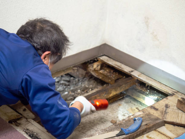 Best Affordable Mold Removal  in St John, KS