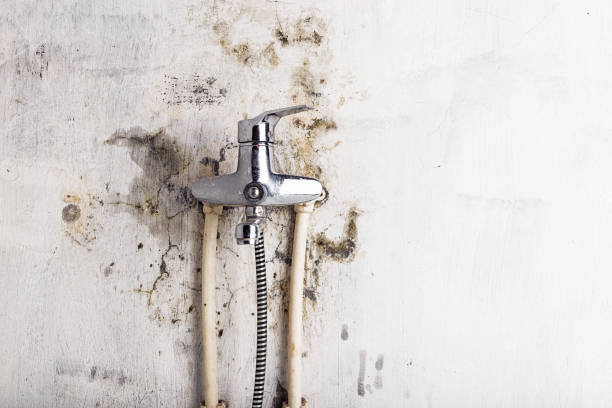 Best Commercial Mold Removal  in St John, KS
