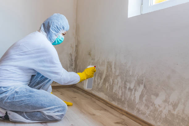 Best Attic Mold Removal  in St John, KS