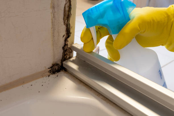 Best Mold Testing  in St John, KS