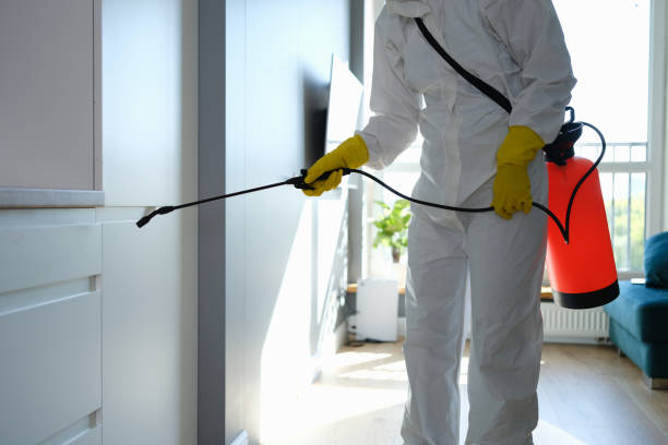Best Same-Day Mold Removal  in St John, KS