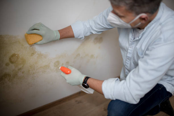 Reliable St John, KS Mold Removal Solutions