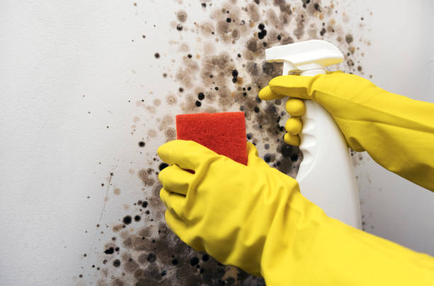 Best Residential Mold Removal  in St John, KS