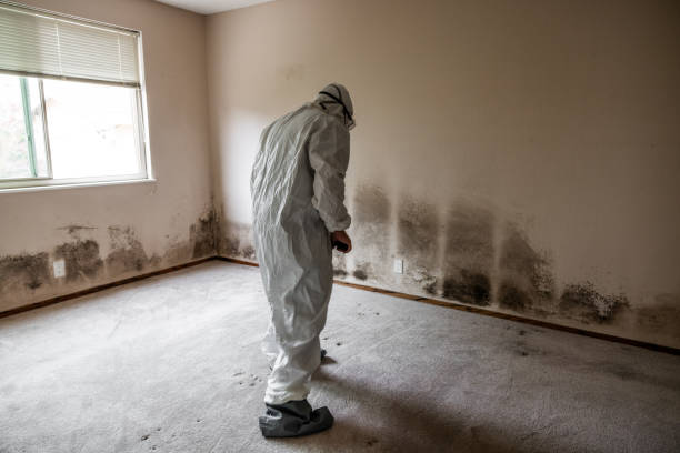 Best Mold Removal Near Me  in St John, KS