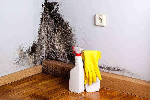 Best Local Mold Removal Service  in St John, KS
