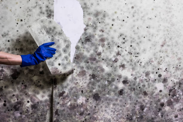 Best Best Mold Removal Companies  in St John, KS